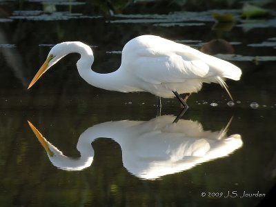 GreatEgret0505b.jpg