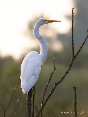 GreatEgret5767b.jpg