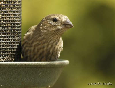 HouseFinch3477b.jpg