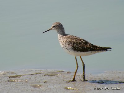 LesserYellowlegs5255b.jpg