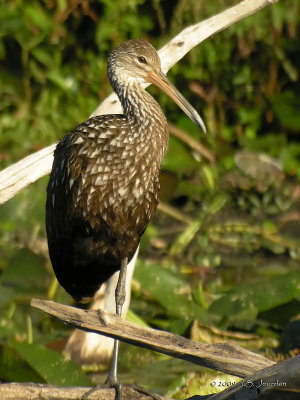 Limpkin0392b.jpg