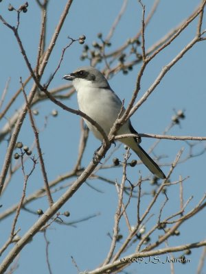 LoggerheadShrike1638b.jpg