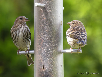 PineSiskin_ad_juv_4092b.jpg