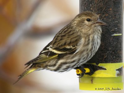 PineSiskin2626b.jpg