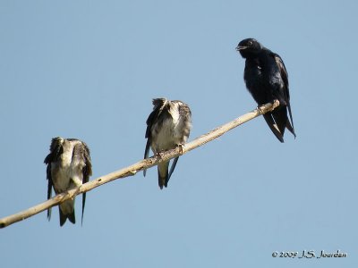 PurpleMartin5675b.jpg