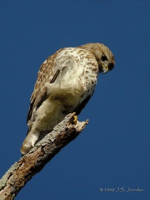 RedshoulderedHawk1492b.jpg