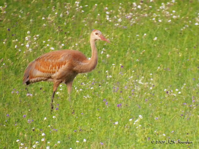 SandhillCrane5244b.jpg