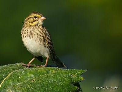 SavannahSparrow6645b.jpg