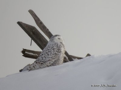 SnowyOwl2276b.jpg