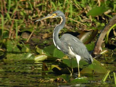 TricoloredHeron0315b.jpg