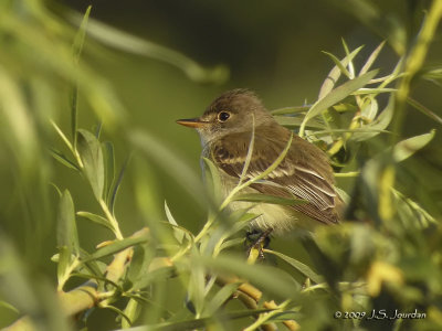 WillowFlycatcher4655b.jpg