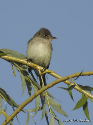 WillowFlycatcher4703b.jpg