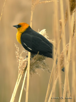 YellowheadedBlackbird3837b.jpg