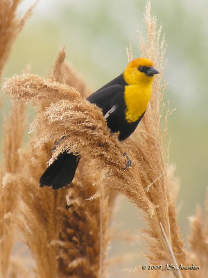 YellowheadedBlackbird3860b.jpg