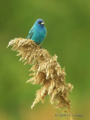 IndigoBunting6021b.jpg