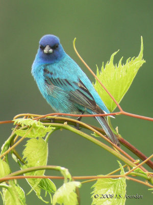 IndigoBunting6038b.jpg