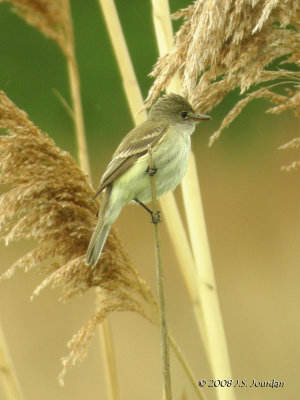 WillowFlycatcher5992b.jpg