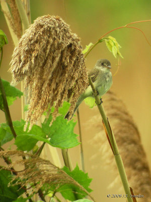 WillowFlycatcher6104b.jpg