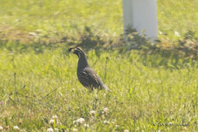 California Quail