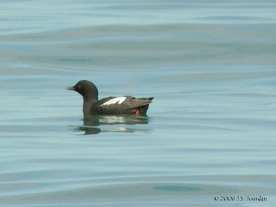 Pigeon Guillemot