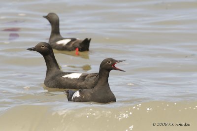 PigeonGuillemot9138b.jpg