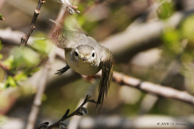 WarblingVireo9573b.jpg