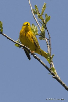 YellowWarbler9473b.jpg