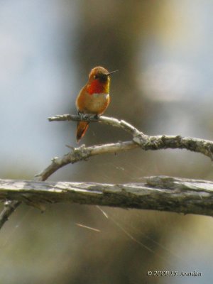 RufousHummingbird6368b.jpg