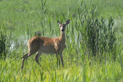 WhitetailedDeer1162b.jpg