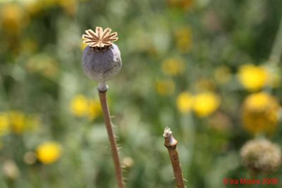 btu270708 papaver 2mowtmk.jpg