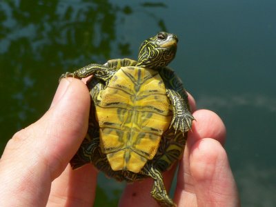 Common Map Turtle - Graptemys geographica