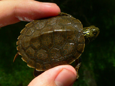 Common Map Turtle - Graptemys geographica
