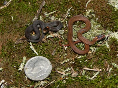 Red-bellied Snakes - Storeria occipitomaculata