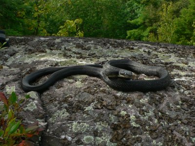Black Rat Snake - <i>Elaphe obsoleta obsoleta</i>