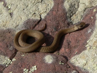 Northern Brown Snake - Storeria dekayi dekayi