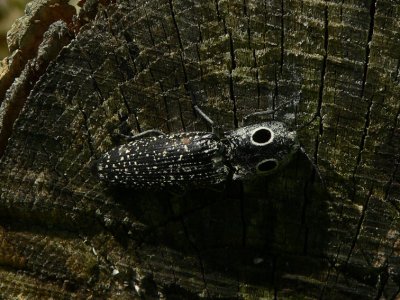 Eyed Click Beetle - Alaus oculatus