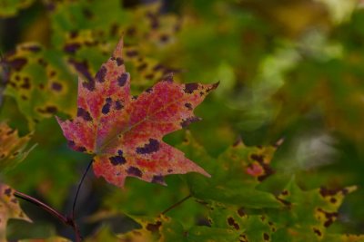 Red Maple Leaf *.jpg