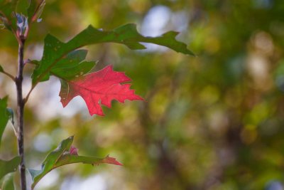 Red Oak Leaf *.jpg