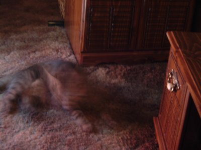 the cat is quicker than the hand