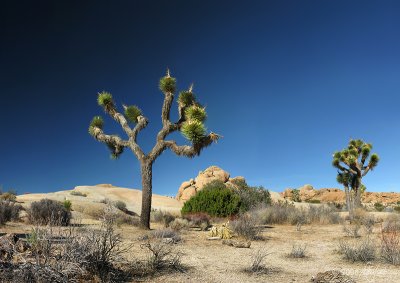 Joshua Tree Colour #1