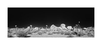 Joshua Tree IR Pano #9