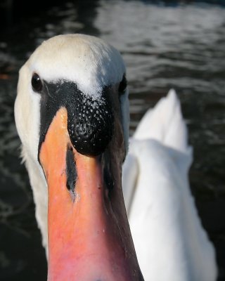 Swan very close