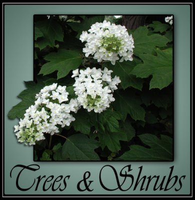 trees_shrubs