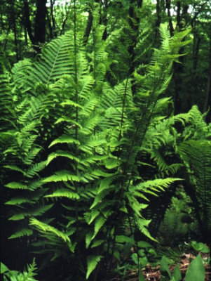 Dixie Wood Fern