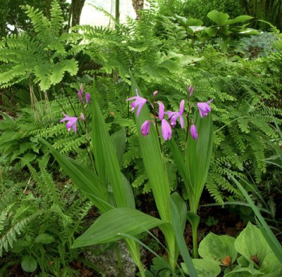 Bletilla striata