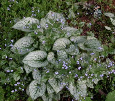 Brunnera macrophylla 'Jack Frost' pp#13859