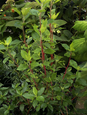 Clethra alnifolia 'Sherry Sue'
