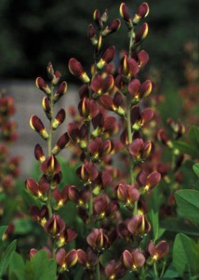 Baptisia 'Twilite' Prairieblues ™ PPAF