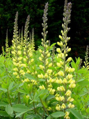 Baptisia x 'Carolina Moonlight'