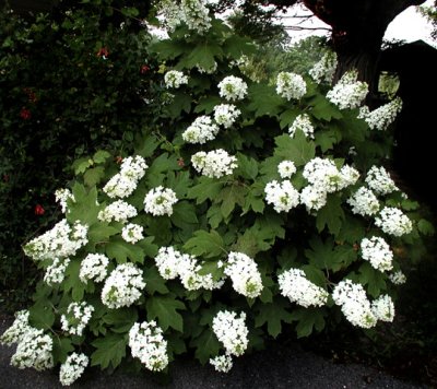 Hydrangea quercifolia 'Snowflake'